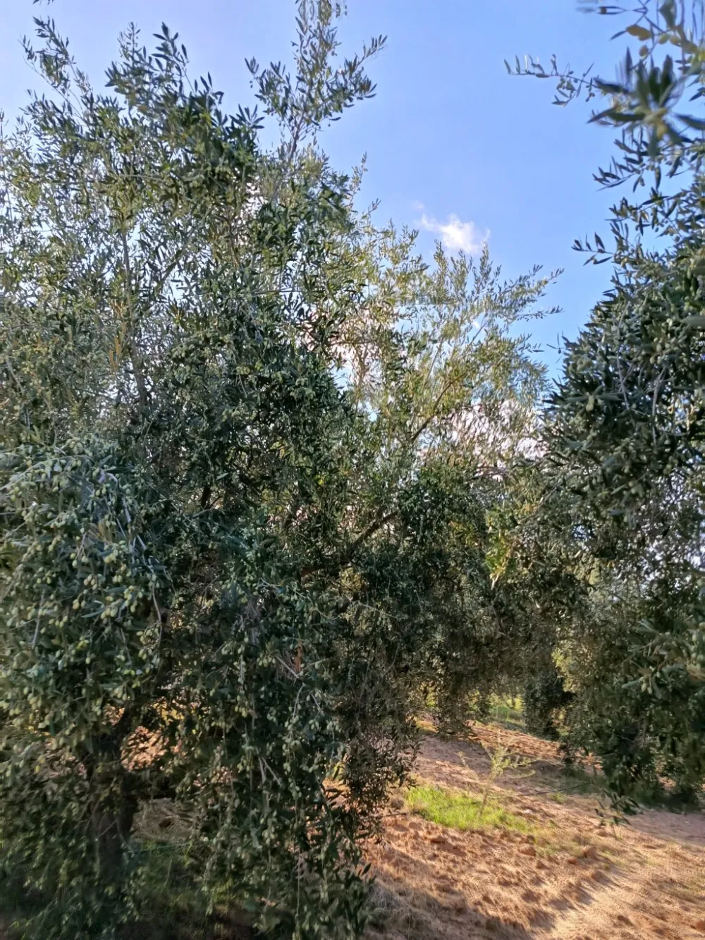 شملالي