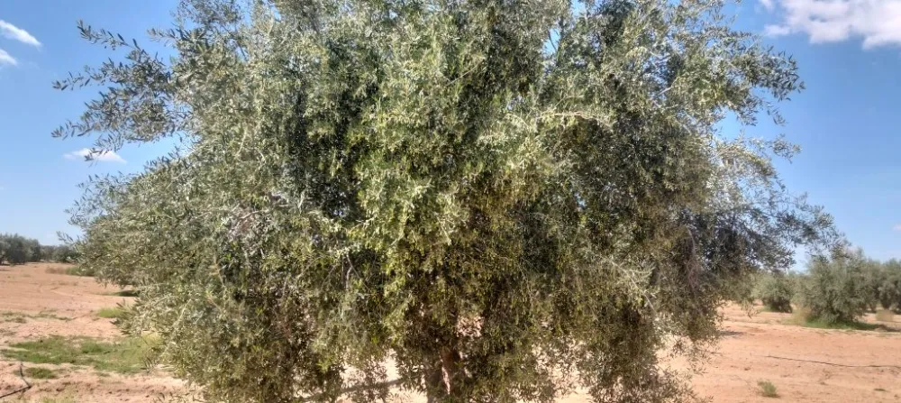sahli
