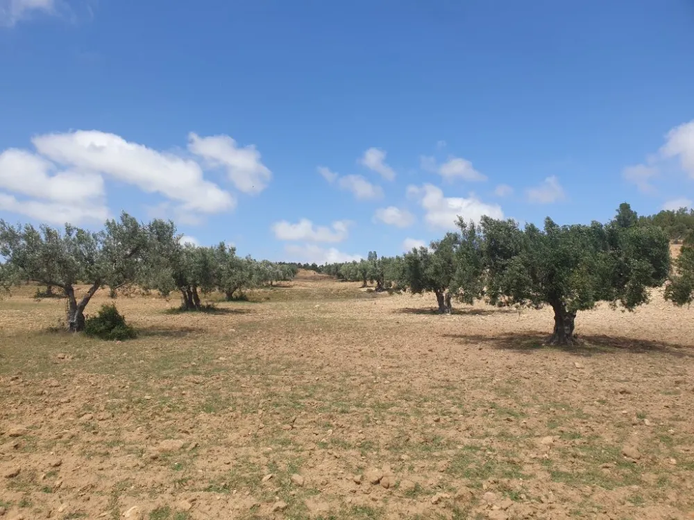 sahli