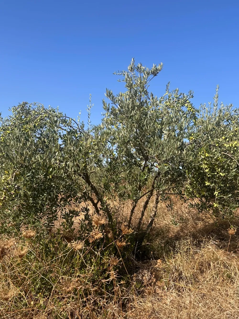 Chétoui