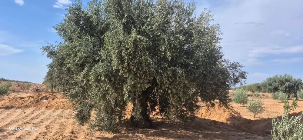 chemlali