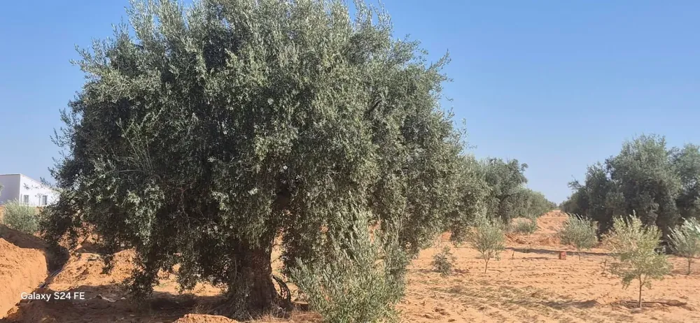 Chemlali