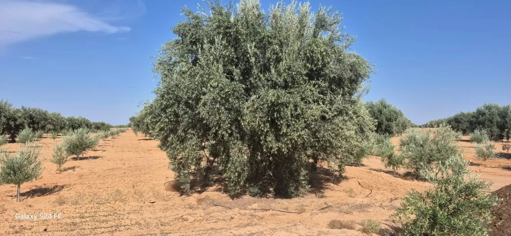 chemlali