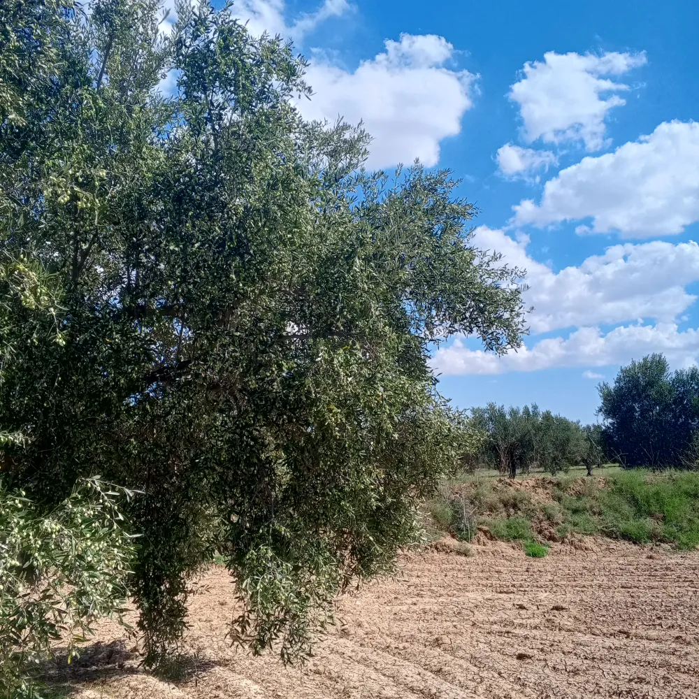 chemlali