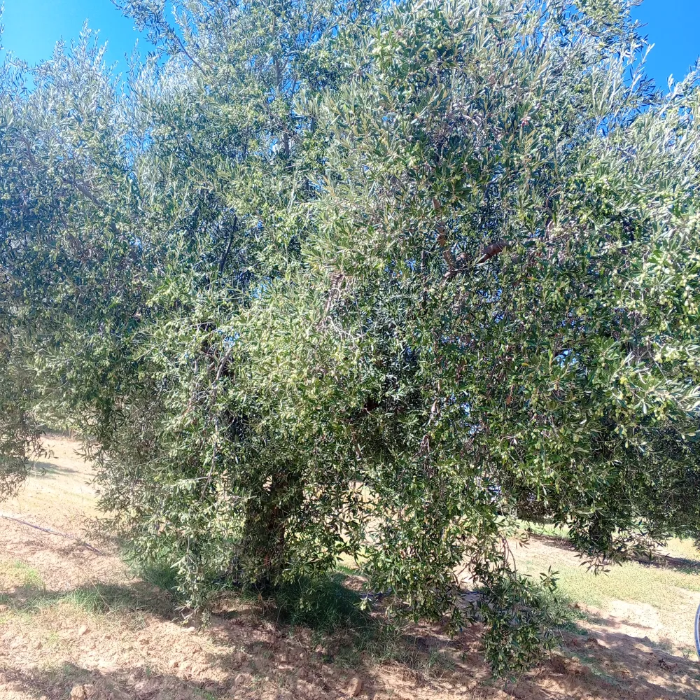 chemlali