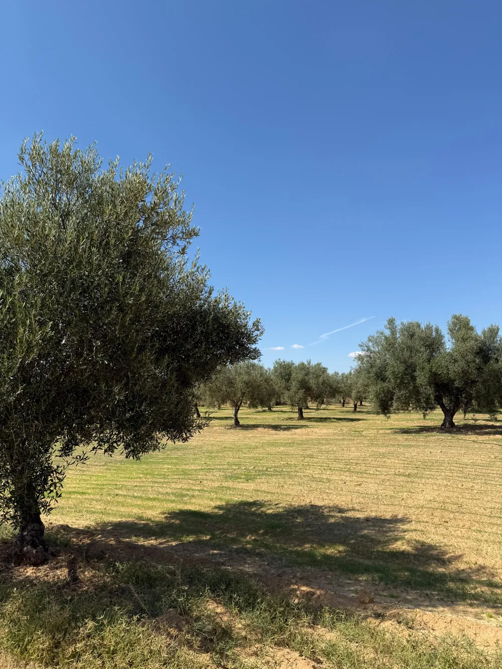 chemlali