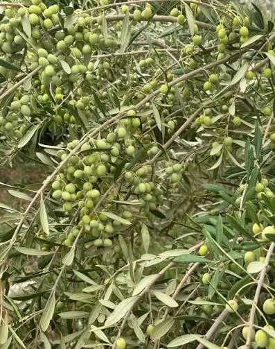 arbosana