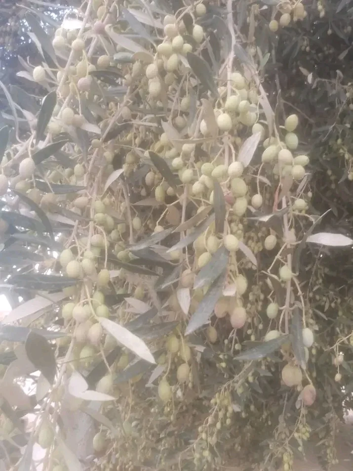 شملالي
