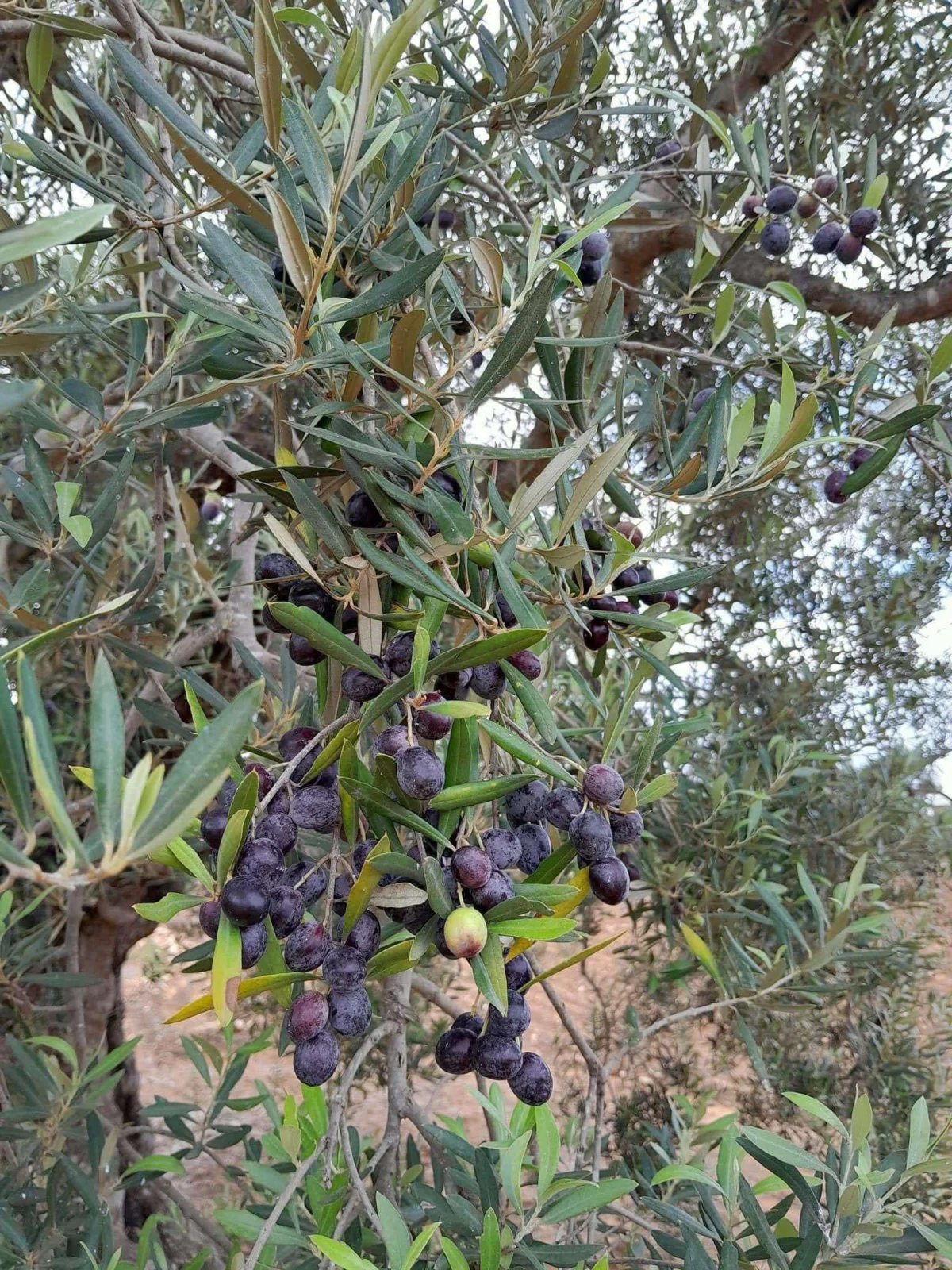 chemchali