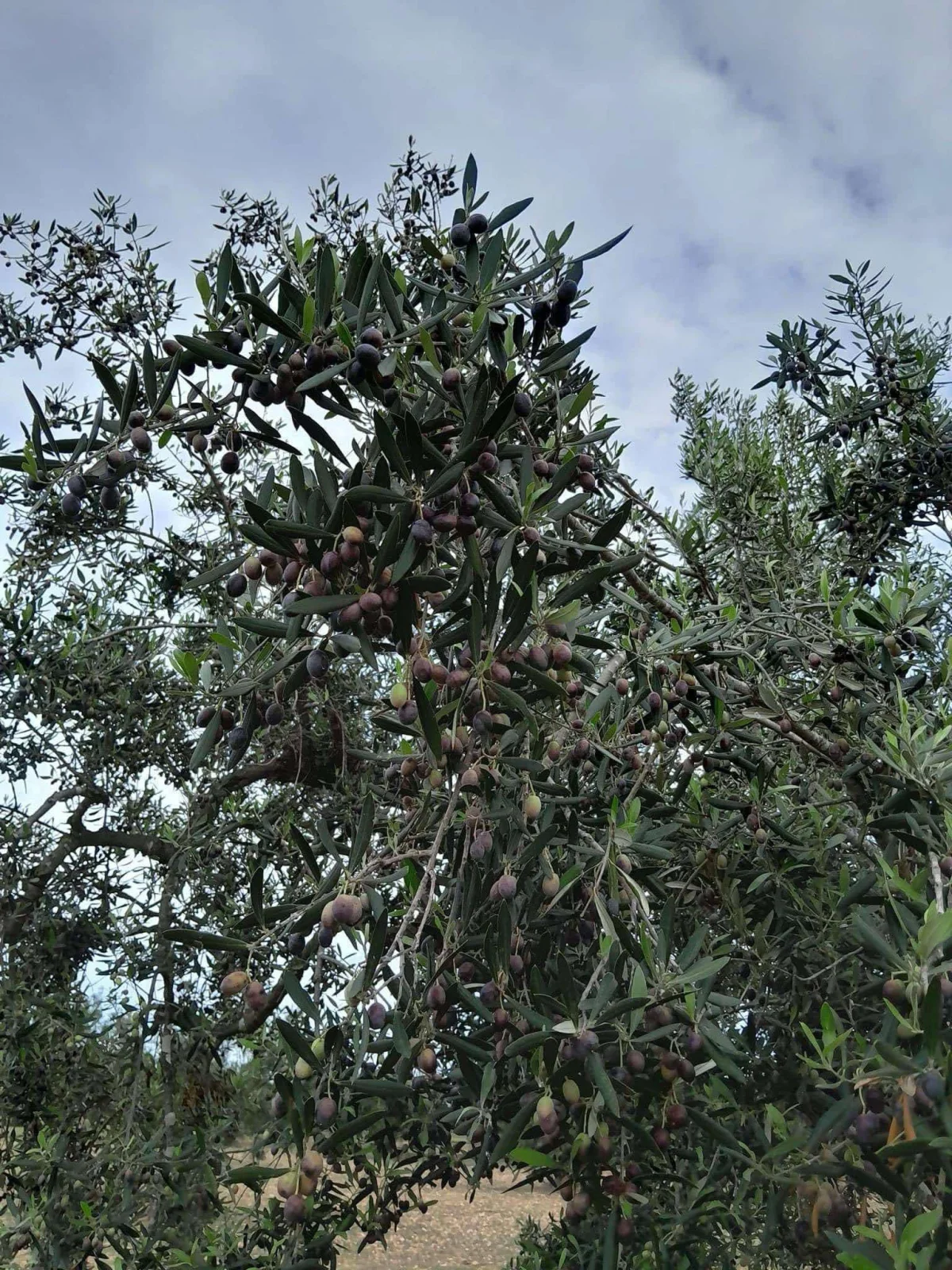 chemchali